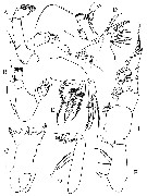 Espce Pseudotharybis polaris - Planche 2 de figures morphologiques