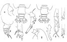 Espce Euchirella splendens - Planche 2 de figures morphologiques