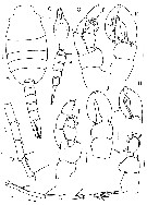 Espce Lucicutia grandis - Planche 11 de figures morphologiques