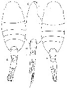 Species Lucicutia bradyana - Plate 3 of morphological figures