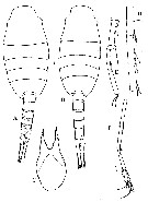 Espce Lucicutia bradyana - Planche 5 de figures morphologiques