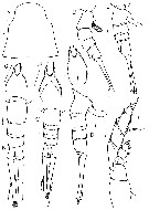 Espce Lucicutia wolfendeni - Planche 11 de figures morphologiques