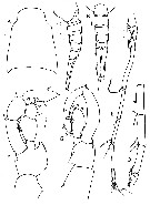 Espce Lucicutia wolfendeni - Planche 12 de figures morphologiques