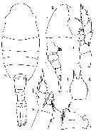 Espce Lucicutia hulsemannae - Planche 1 de figures morphologiques