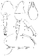 Espce Lucicutia hulsemannae - Planche 2 de figures morphologiques