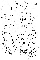 Espce Disco triangularis - Planche 1 de figures morphologiques