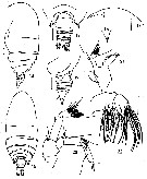 Espce Yrocalanus bicornis - Planche 1 de figures morphologiques