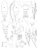 Espce Aetideopsis armata - Planche 3 de figures morphologiques