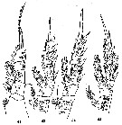 Espce Ryocalanus bowmani - Planche 3 de figures morphologiques