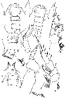 Espce Bradyidius armatus - Planche 6 de figures morphologiques