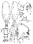 Espce Bradyidius subarmatus - Planche 3 de figures morphologiques