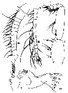Espce Paracomantenna wishnerae - Planche 3 de figures morphologiques