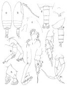 Espce Aetideopsis armata - Planche 4 de figures morphologiques