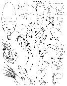 Espce Xanthocalanus spinodenticulatus - Planche 1 de figures morphologiques