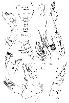Espce Xanthocalanus polarsternae - Planche 2 de figures morphologiques