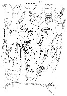Espce Byrathis laptevorum - Planche 1 de figures morphologiques
