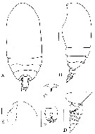 Espce Brodskius benthopelagicus - Planche 1 de figures morphologiques