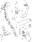Espce Brodskius benthopelagicus - Planche 2 de figures morphologiques
