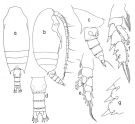 Espce Chiridius poppei - Planche 1 de figures morphologiques