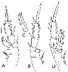 Espce Brodskius benthopelagicus - Planche 5 de figures morphologiques
