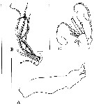 Espce Brodskius paululus - Planche 3 de figures morphologiques