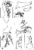 Espce Brodskius robustipes - Planche 1 de figures morphologiques