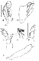 Espce Brodskius confusus - Planche 3 de figures morphologiques
