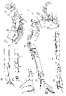 Espce Brodskius sp. - Planche 2 de figures morphologiques