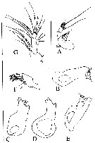 Species Byrathis volcani - Plate 3 of morphological figures
