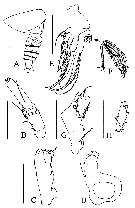 Espce Byrathis macrocephalon - Planche 1 de figures morphologiques
