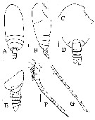 Espce Omorius atypicus - Planche 1 de figures morphologiques