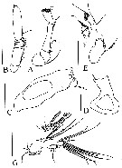 Espce Omorius atypicus - Planche 2 de figures morphologiques