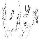 Espce Omorius atypicus - Planche 4 de figures morphologiques