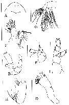 Espce Rythabis heptneri - Planche 2 de figures morphologiques