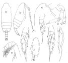 Species Chiridius gracilis - Plate 5 of morphological figures