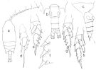 Espce Chiridius molestus - Planche 3 de figures morphologiques
