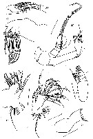 Espce Paracomantenna minor - Planche 5 de figures morphologiques