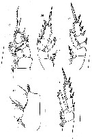 Espce Paracomantenna minor - Planche 6 de figures morphologiques