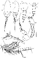 Espce Paracomantenna minor - Planche 7 de figures morphologiques