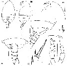 Espce Plesioscolecithrix juhlae - Planche 2 de figures morphologiques