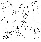 Espce Arctokonstantinus hardingi - Planche 2 de figures morphologiques