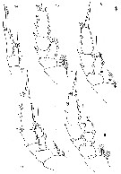 Espce Arctokonstantinus hardingi - Planche 3 de figures morphologiques