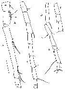 Espce Kirnesius groenlandicus - Planche 4 de figures morphologiques