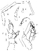 Espce Kirnesius groenlandicus - Planche 6 de figures morphologiques