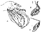 Species Sensiava longiseta - Plate 5 of morphological figures