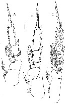 Espce Sensiava longiseta - Planche 7 de figures morphologiques