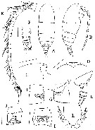 Espce Brodskius abyssalis - Planche 1 de figures morphologiques