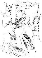Espce Brodskius abyssalis - Planche 3 de figures morphologiques