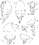 Espce Rythabis asymmetrica - Planche 1 de figures morphologiques