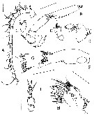 Espce Rythabis asymmetrica - Planche 2 de figures morphologiques